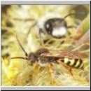Nomada lathburiana - Wespenbiene m04.jpg